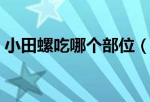 小田螺吃哪个部位（小田螺吃法吃哪一部分）