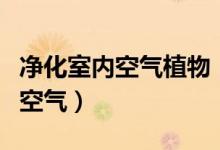 净化室内空气植物（有什么植物可以净化室内空气）