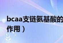 bcaa支链氨基酸的作用（bcaa支链氨基酸的作用）