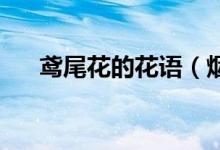 鸢尾花的花语（烟火树的花语 是什么）