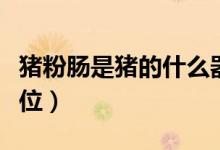 猪粉肠是猪的什么器官（猪粉肠是猪的什么部位）