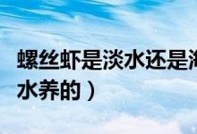 螺丝虾是淡水还是海水（螺丝虾是淡水还是海水养的）
