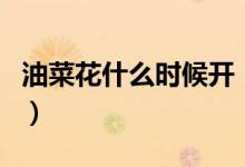 油菜花什么时候开（金灿灿的油菜花你喜欢吗）