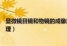 显微镜目镜和物镜的成像规律（显微镜目镜和物镜的成像原理）