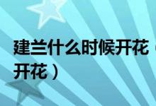 建兰什么时候开花（请问谁知道建兰什么时候开花）