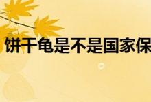 饼干龟是不是国家保护动物（饼干龟好养吗）