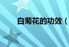 白菊花的功效（白菊花的功效介绍）