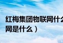 红梅集团物联网什么时候挂牌（红梅集团物联网是什么）
