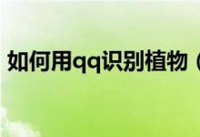 如何用qq识别植物（QQ如何扫描识别植物）