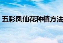 五彩凤仙花种植方法（五彩凤仙花养殖技巧）