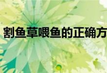 割鱼草喂鱼的正确方法（用鱼草喂鱼的方式）