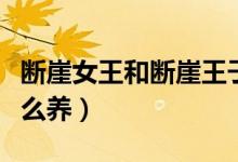 断崖女王和断崖王子有什么区别（断崖女王怎么养）