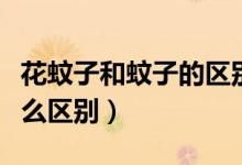 花蚊子和蚊子的区别（花蚊子和普通蚊子有什么区别）