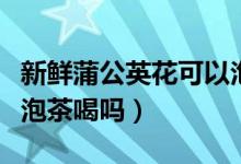 新鲜蒲公英花可以泡水吗（新鲜蒲公英花可以泡茶喝吗）