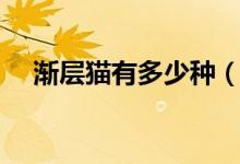 渐层猫有多少种（渐层是什么种类的猫）