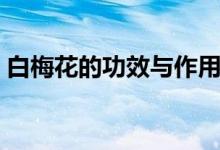 白梅花的功效与作用（白梅花泡水喝的功效）