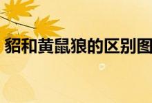 貂和黄鼠狼的区别图片（貂和黄鼠狼的区别）