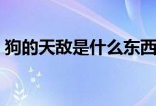 狗的天敌是什么东西（狗的天敌是什么动物）