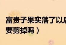 富贵子果实落了以后如何修剪（富贵籽的果实要剪掉吗）