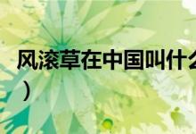 风滚草在中国叫什么菜（风滚草在中国叫什么）
