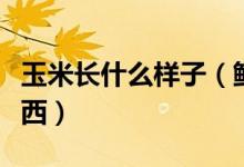 玉米长什么样子（鲜苞米上长的乌米是什么东西）