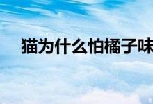 猫为什么怕橘子味（猫为什么怕野狸子）