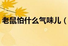 老鼠怕什么气味儿（老鼠怕什么气味和声音）