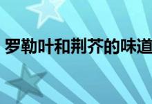 罗勒叶和荆芥的味道（罗勒叶和荆芥一样吗）