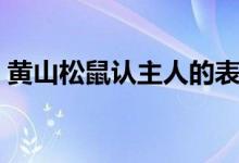 黄山松鼠认主人的表现（黄山松鼠认主人吗）