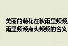 美丽的菊花在秋雨里频频点头频频的意思（美丽的菊花在秋雨里频频点头频频的含义）