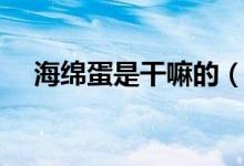 海绵蛋是干嘛的（海绵蛋是干什么用的）