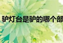 驴灯台是驴的哪个部位（驴灯台是哪个部位）