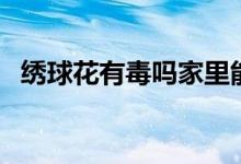 绣球花有毒吗家里能养吗（绣球花有毒吗）