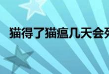 猫得了猫瘟几天会死（猫得了猫瘟怎么办）