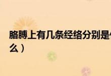 胳膊上有几条经络分别是什么（胳膊上有几条经络分别是什么）