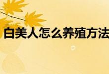 白美人怎么养殖方法（白美人正确养护窍门）