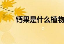 钙果是什么植物（钙果是什么水果）