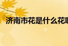 济南市花是什么花啊（济南市花是什么花）