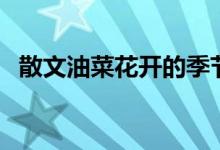 散文油菜花开的季节（大家可以了解一下）