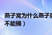 燕子窝为什么燕子后来不住了（燕子窝为什么不能捅）
