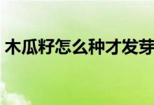 木瓜籽怎么种才发芽（木瓜籽怎么种才发芽）