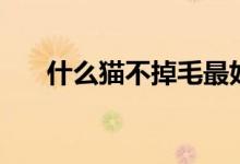 什么猫不掉毛最好养（什么猫不掉毛）