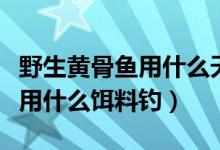 野生黄骨鱼用什么天然饵料最好（野生黄骨鱼用什么饵料钓）
