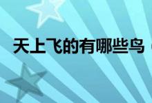 天上飞的有哪些鸟（天上飞的有哪些动物）