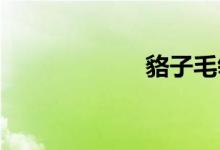 貉子毛领是什么毛