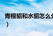 青根貂和水貂怎么分辨（青根貂和水貂的区别）