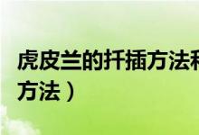 虎皮兰的扦插方法和注意事项（虎皮兰的扦插方法）