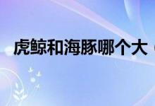 虎鲸和海豚哪个大（虎鲸和海豚哪个聪明）