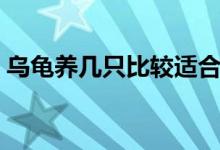 乌龟养几只比较适合（乌龟养几只比较吉利）