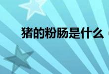 猪的粉肠是什么（猪的粉肠是什么肠）